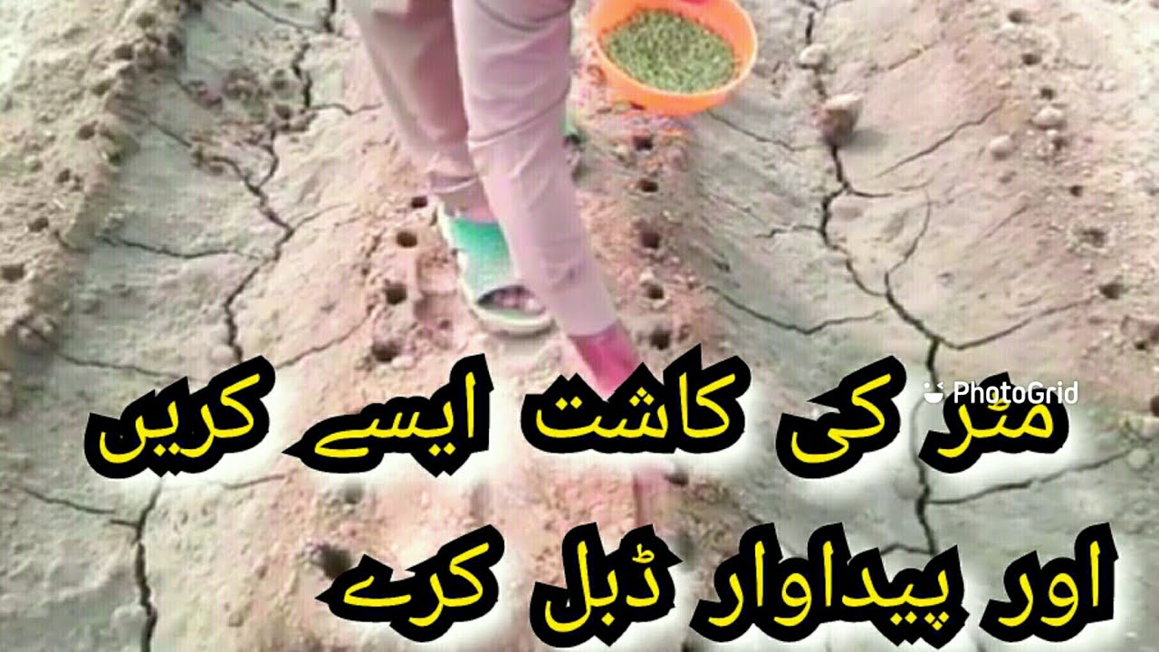 How to Grow Peas/Peas Sowing Method/Matar ki Kasht مٹر کی کاشت/Peas Production Technology