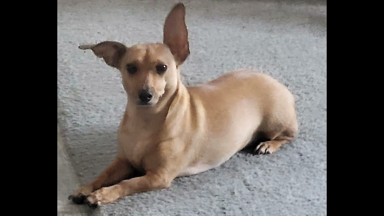 my dog is scary