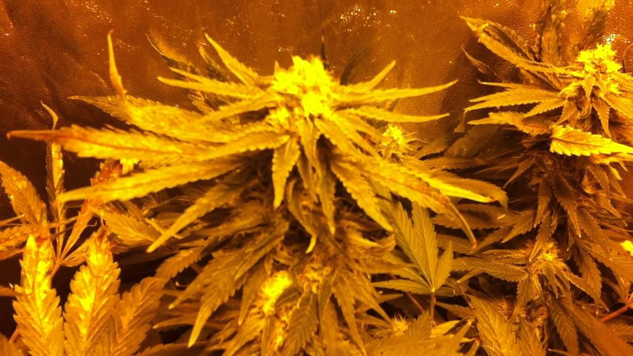 DWC grow journal Week 9