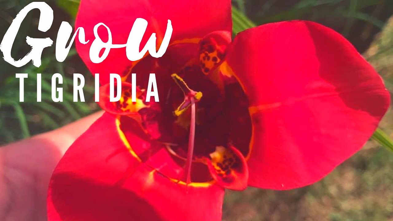 Tigridia & Iris Bulbs 2 Years Later Dollar Tree Bulbs