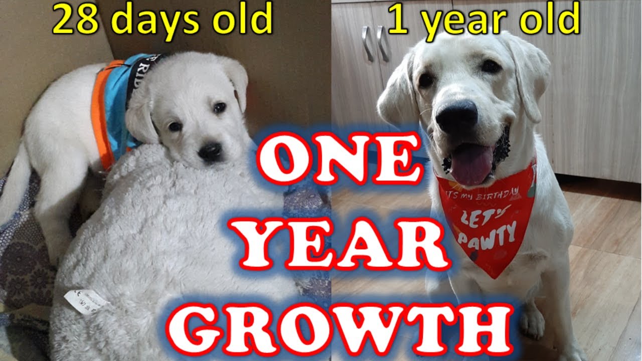 Labrador Dog One Year Transformation | Yellow Lab Indian Born | Puppy to Dog