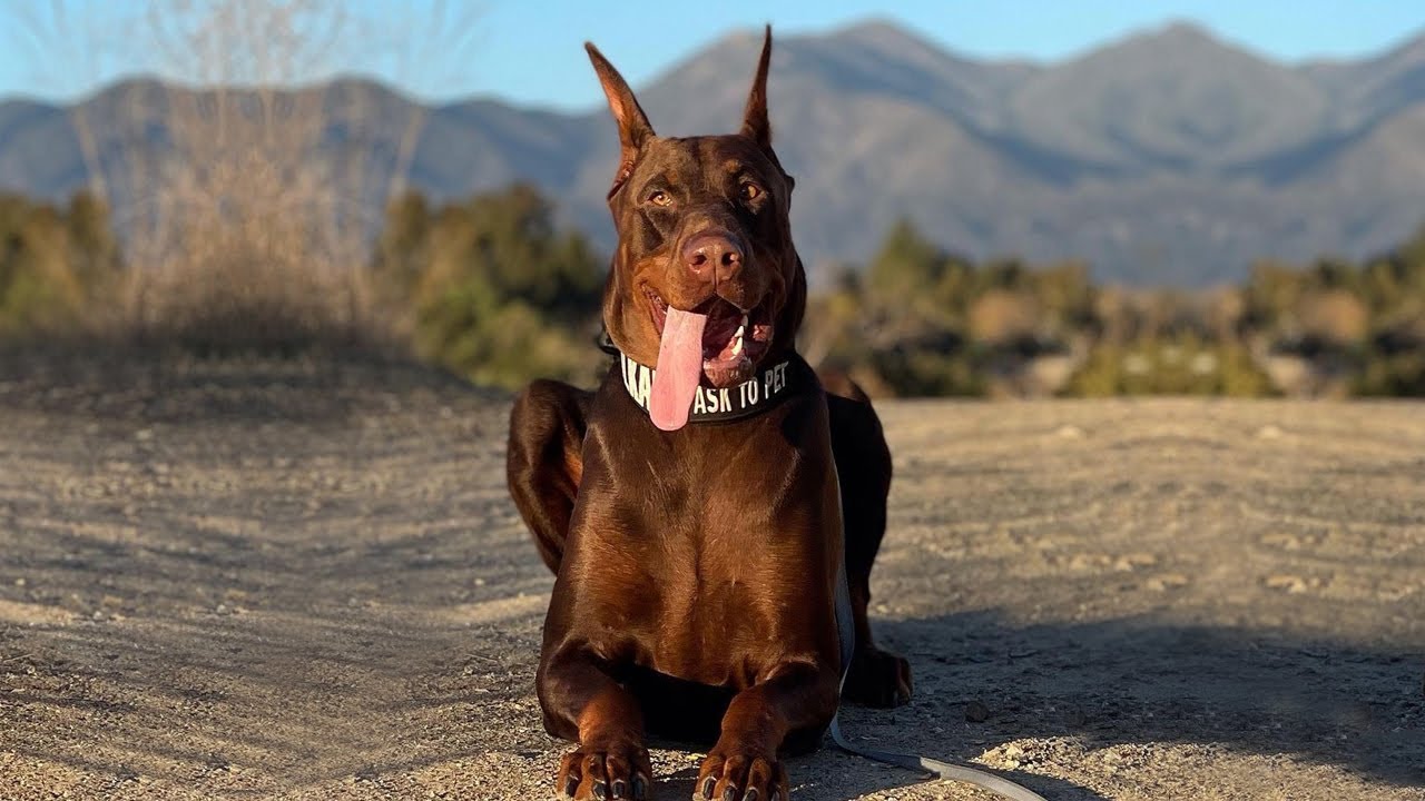 BEST OF DOBERMAN | THE SUPER INTELLIGENT DOG - PT-2