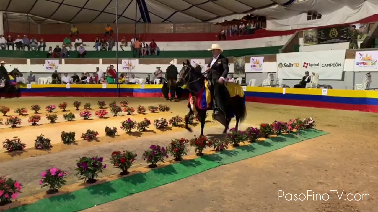 Ponderosa Teofilina De Chapala, Gran Campeona P1 La Mesa, Cundinamarca