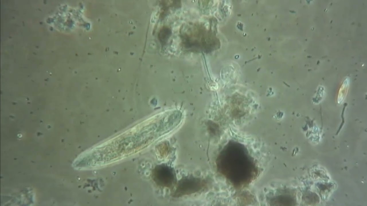 YOUNG SCIENTISTS