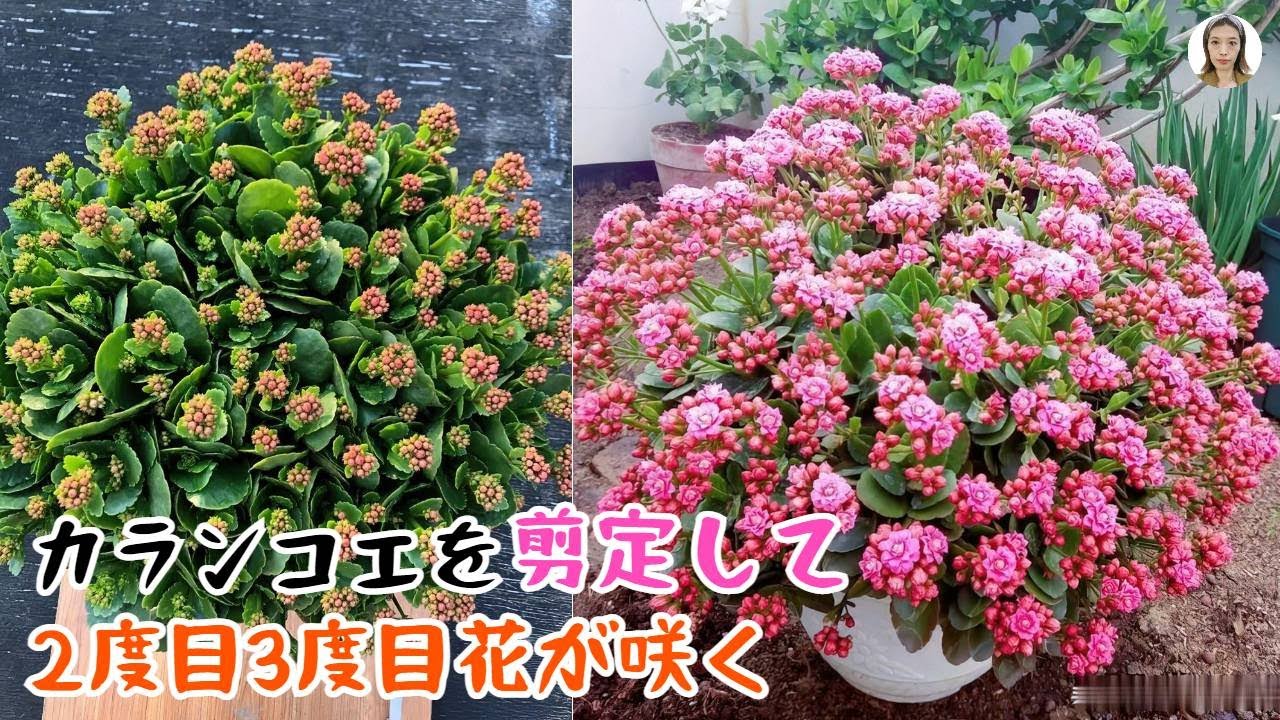 カランコエの剪定は3つの状況があり、知らないままでカットすれば、花を咲くところか死んでしまうよ｜花子