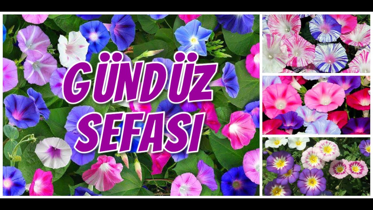 GÜNDÜZ SEFASI SARMAŞIĞI TOHUM ÇİMLENDİRME //KAHKAHA ÇİÇEĞİ
