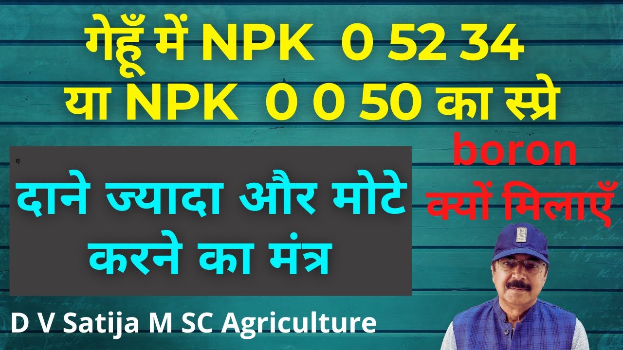 Gehu me npk 0 52 34 + boron ya npk 0 0 50 spray kab kare | phosphorus, potash , boron ke fayde |