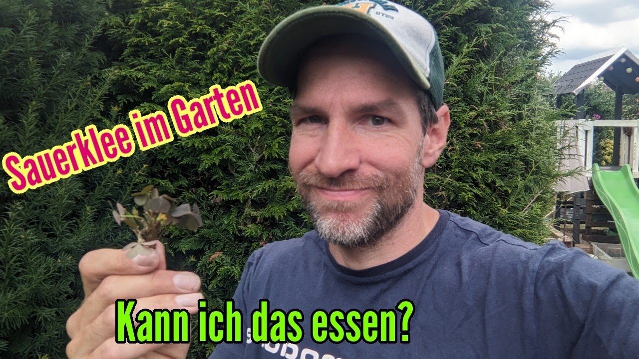 Kann man Horn-Sauerklee essen? Sauerklee im Garten entfernen