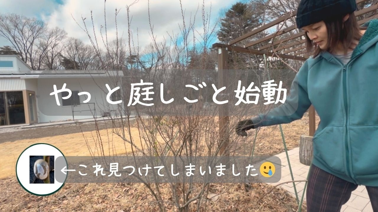 庭しごと始動/イラガのまゆ駆除🥶/暖かかった日の事件/ひげぶくろ＃45