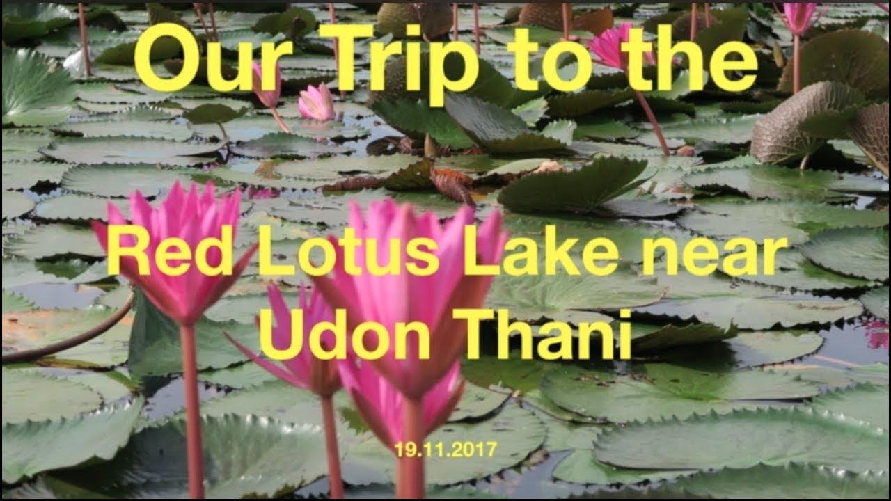 The Red Lotus Sea | Talay Bua Daeng | Udon Thani | 2017