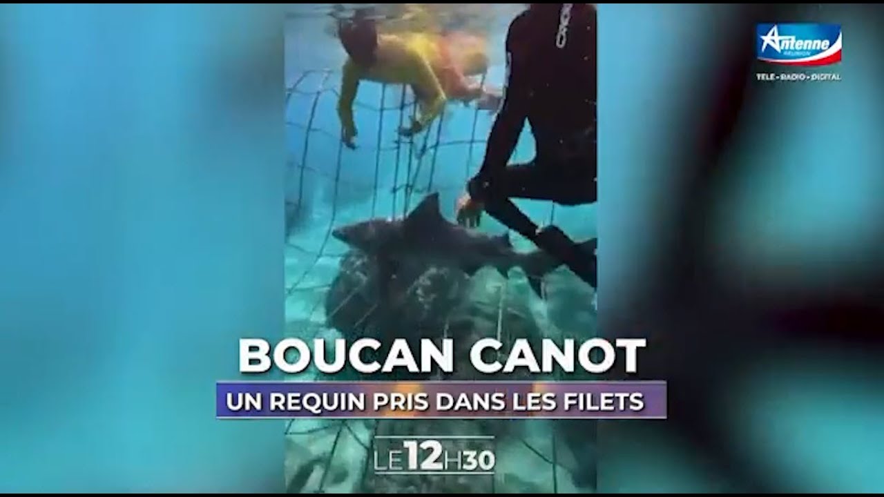 🇷🇪🦈 Le requin bouledogue n'a pas été abattu, mais mort d’asphyxie - 12/11/2025