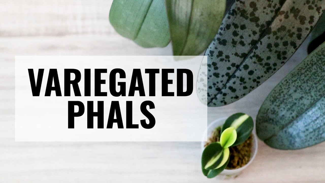Variegated Phalaenopsis - Orchids with Variegated Leaves || More than Common House Plants