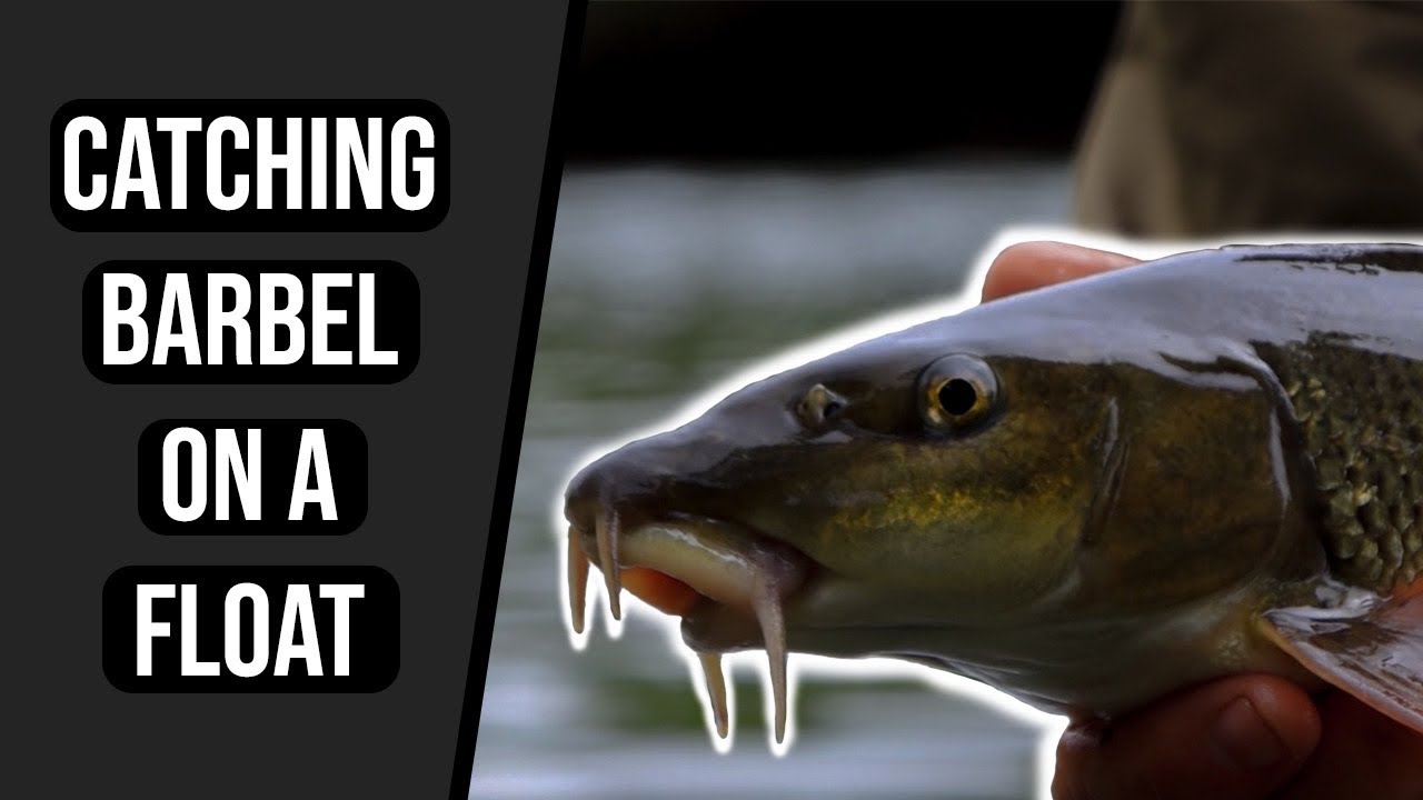 Catching Barbel on a Float - River Wye - Part 2