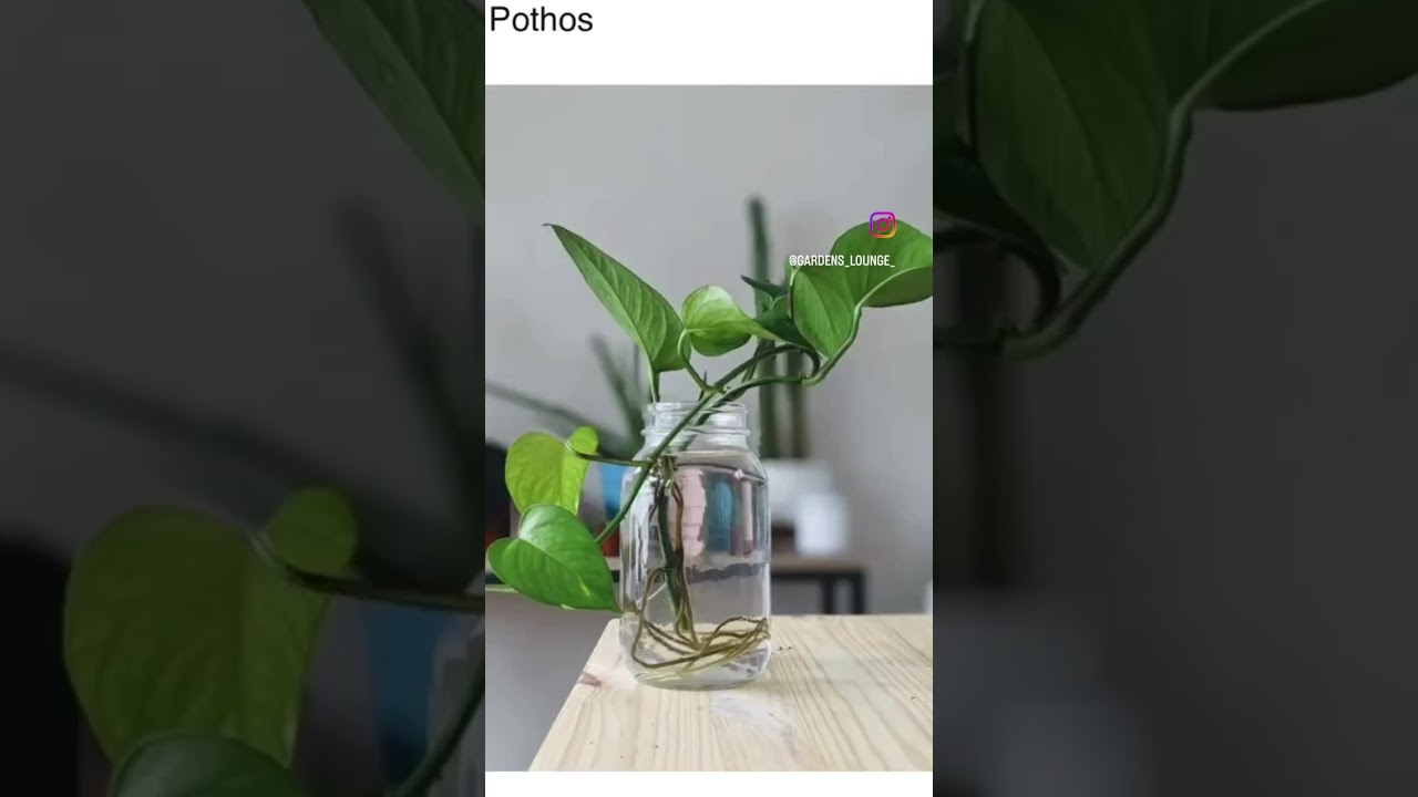 10 indoor vines that grow in water