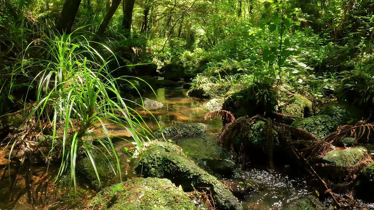 Babbling Brook ASMR for Sleep & Study | 10 Hours of Soothing River Sounds | New Zealand