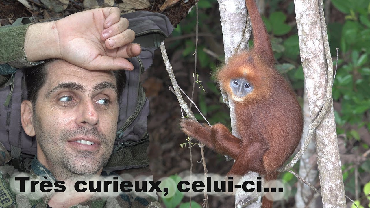 Un langur s'invite (presque) dans ma cabane