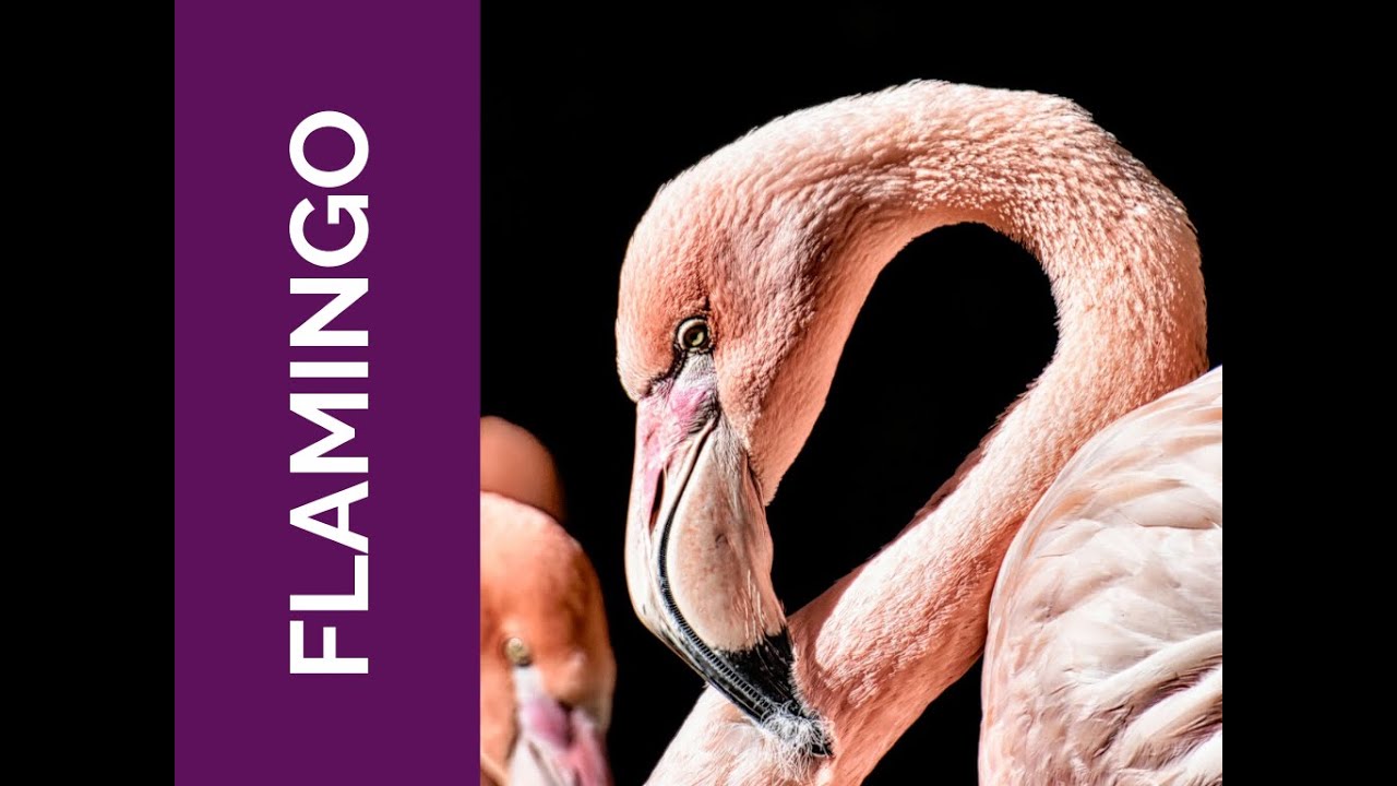 FLAMINGO Meaning: Grace. Stamina. Soar (Spirit Animal, Power Animal, Totem Series)
