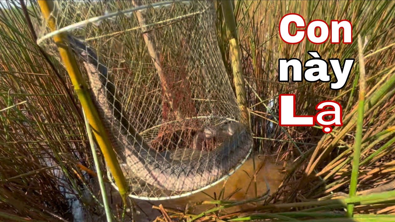 CẢ ĐỜI MỚI GẶP! Thăm Lờ Luồn Mới DÍNH CON NÀY BỰ KHỦNG – Nhìn Muốn ĐỨNG HÌNH!