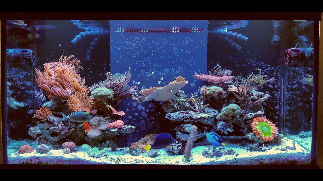 jmadden's Reef: 90G Update Day 466