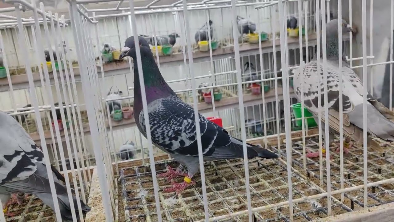 Gołębie z Niemiec Hurican51 westrette Janssen 503528502 