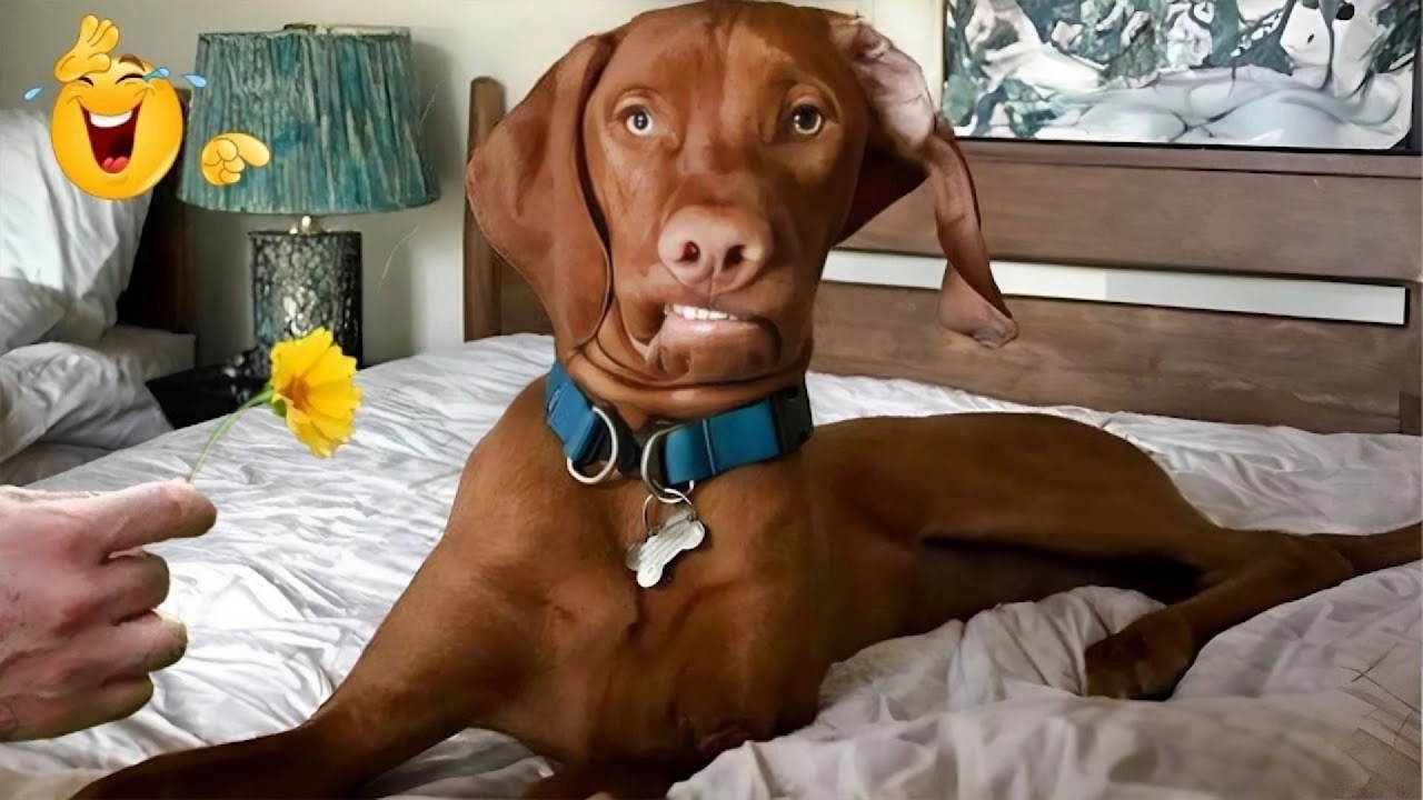 I Asked for a Dog… But Got a Full-Time Comedian Instead 😂🐶 Funniest Dog Moments Ever