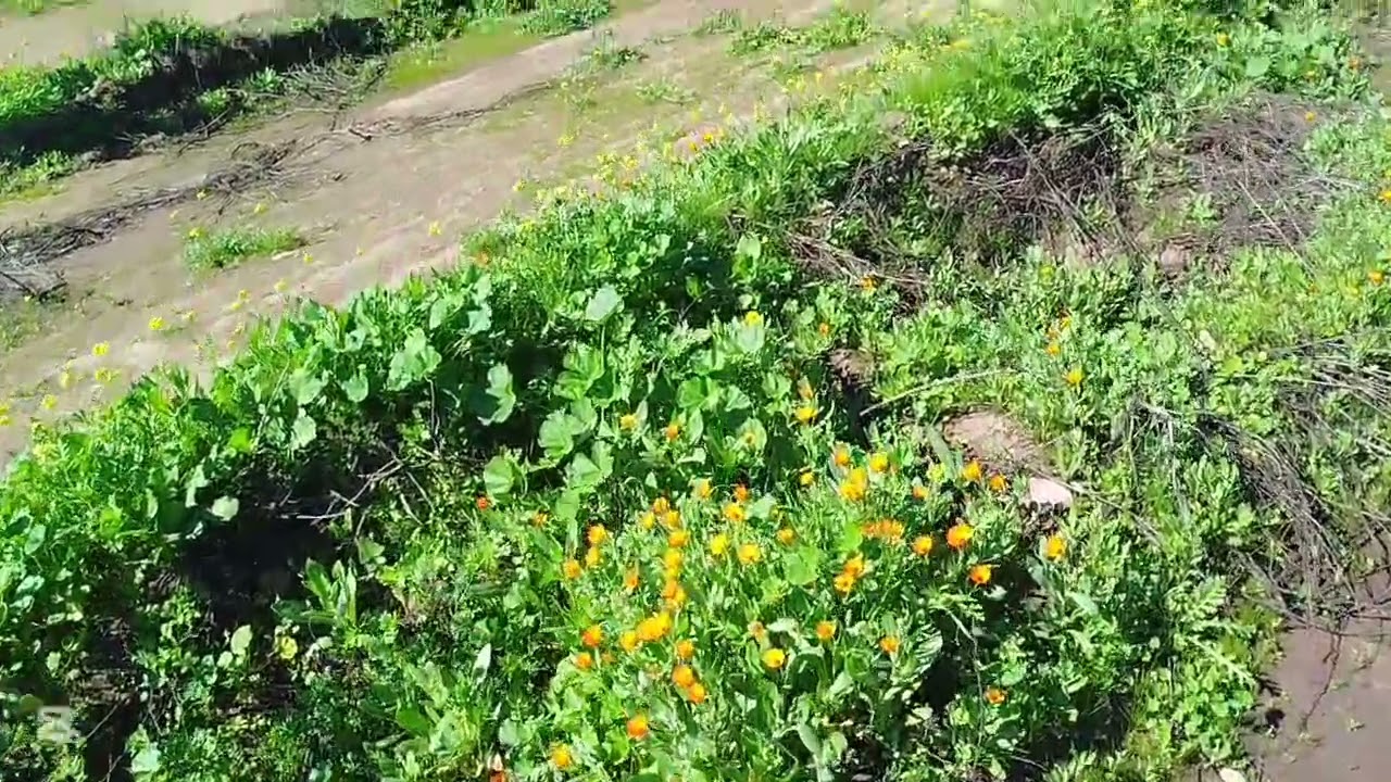 رحلة خفيفه لطبيعة طريق بين خريبكة و فقيه بن صالح 