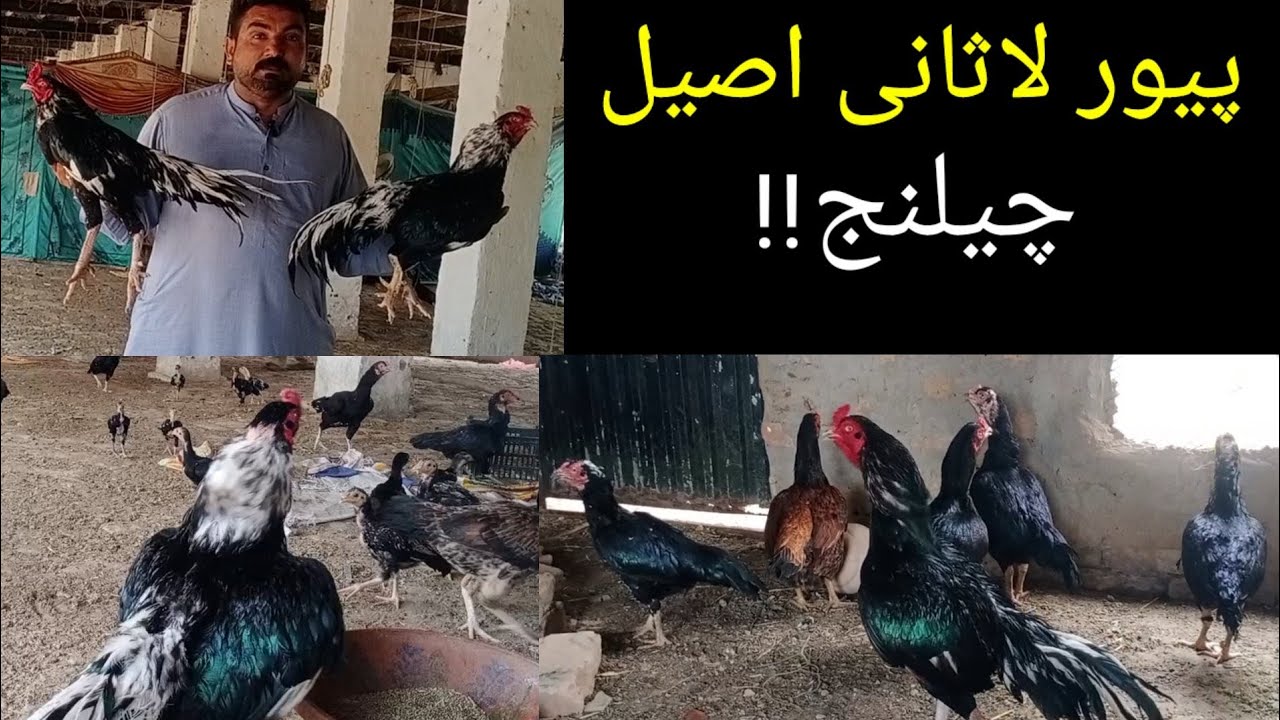 Pure Lasani Aseel Murga ki pehchan | Lasani Aseel challenge