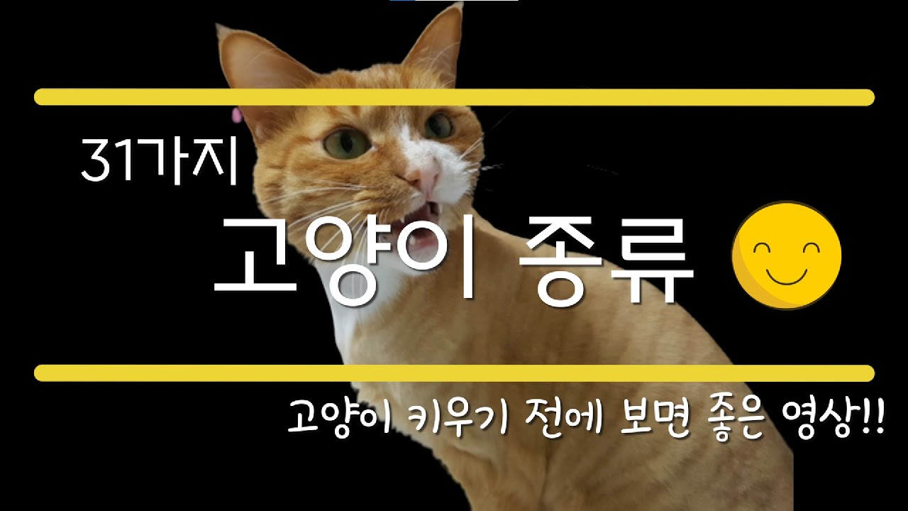 31가지 고양이의 품종을 빠르게 알아보자.