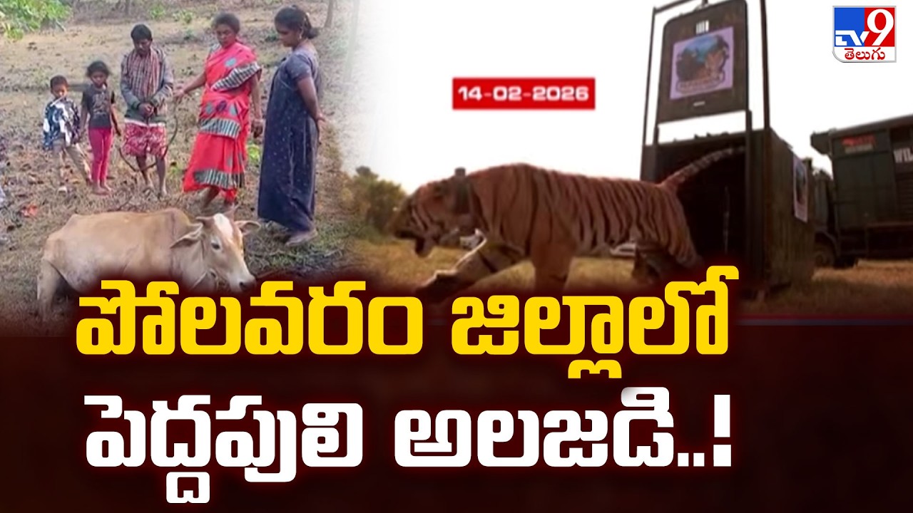 Tiger Roaming in Polavaram District | Big tiger in Polavaram district..! - TV9