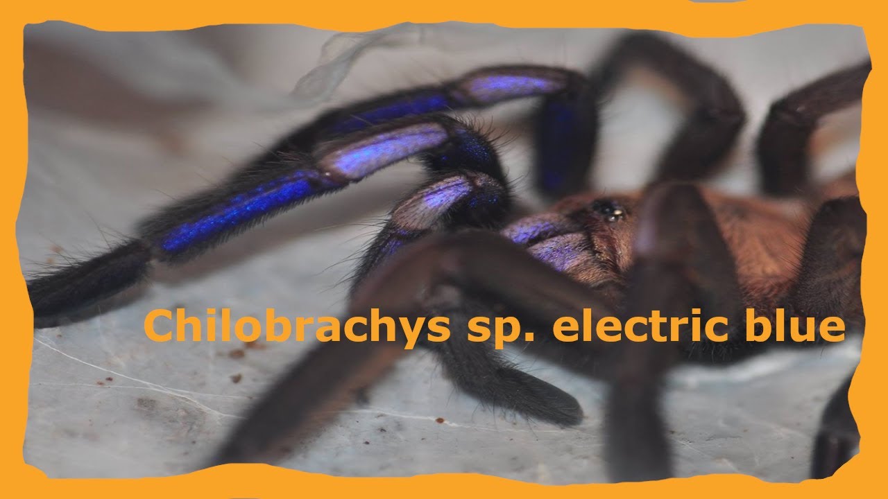Pielęgnacja hodowli #3 - Chilobrachys sp. electric blue | #spider