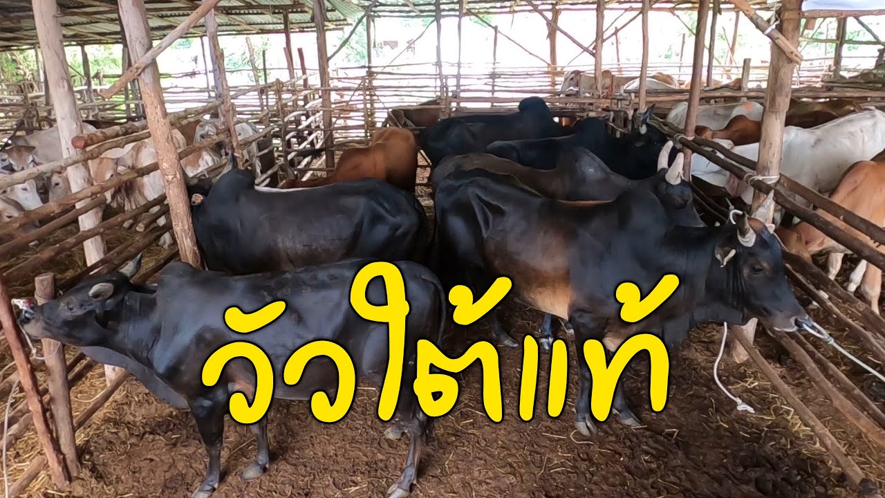 วัวจากภาคใต้มาลงขายที่วังประจบ