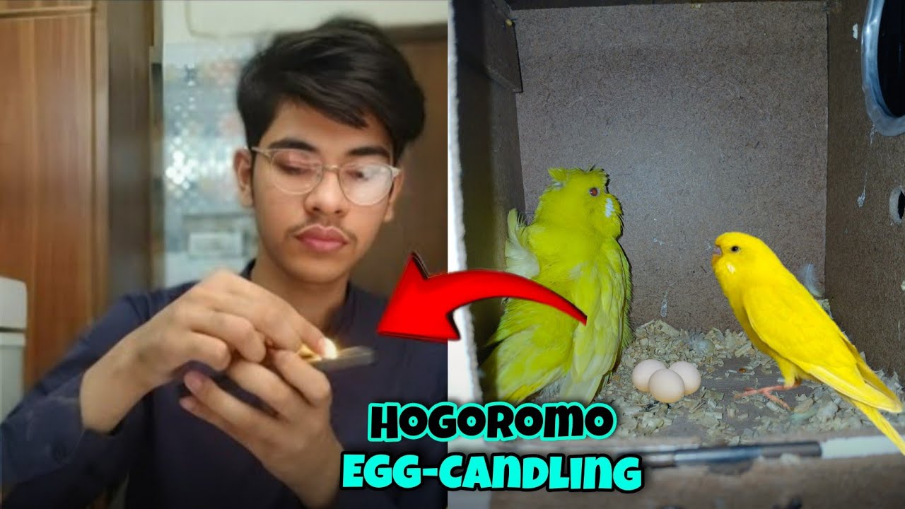 Hogoromo Budgies K Eggs Ki Candling Kar Li 🤔 | Calcium-P Syrup For Birds 
