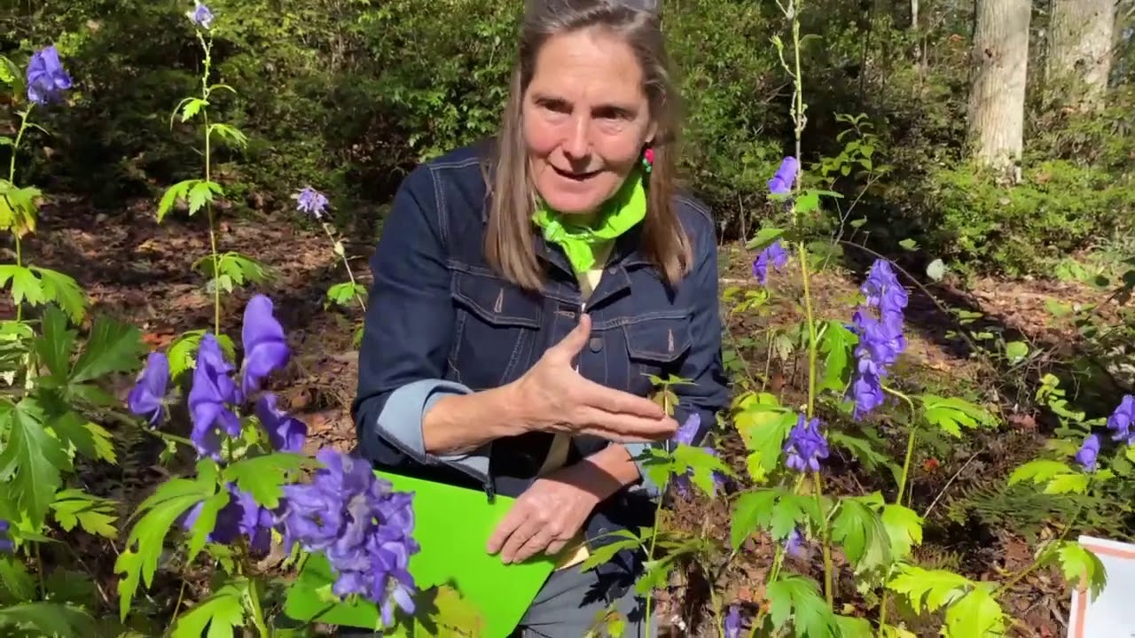 Monkshood is a late blooming (non-native) perennial that serves pollinators.