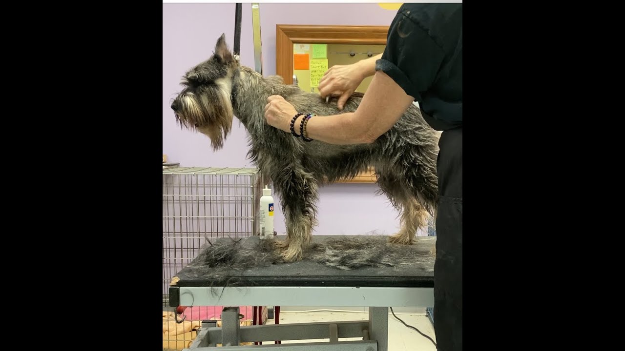 Standard Schnauzer Grooming Tutorial: Mastering the Art of Stripping - Center Section Focus