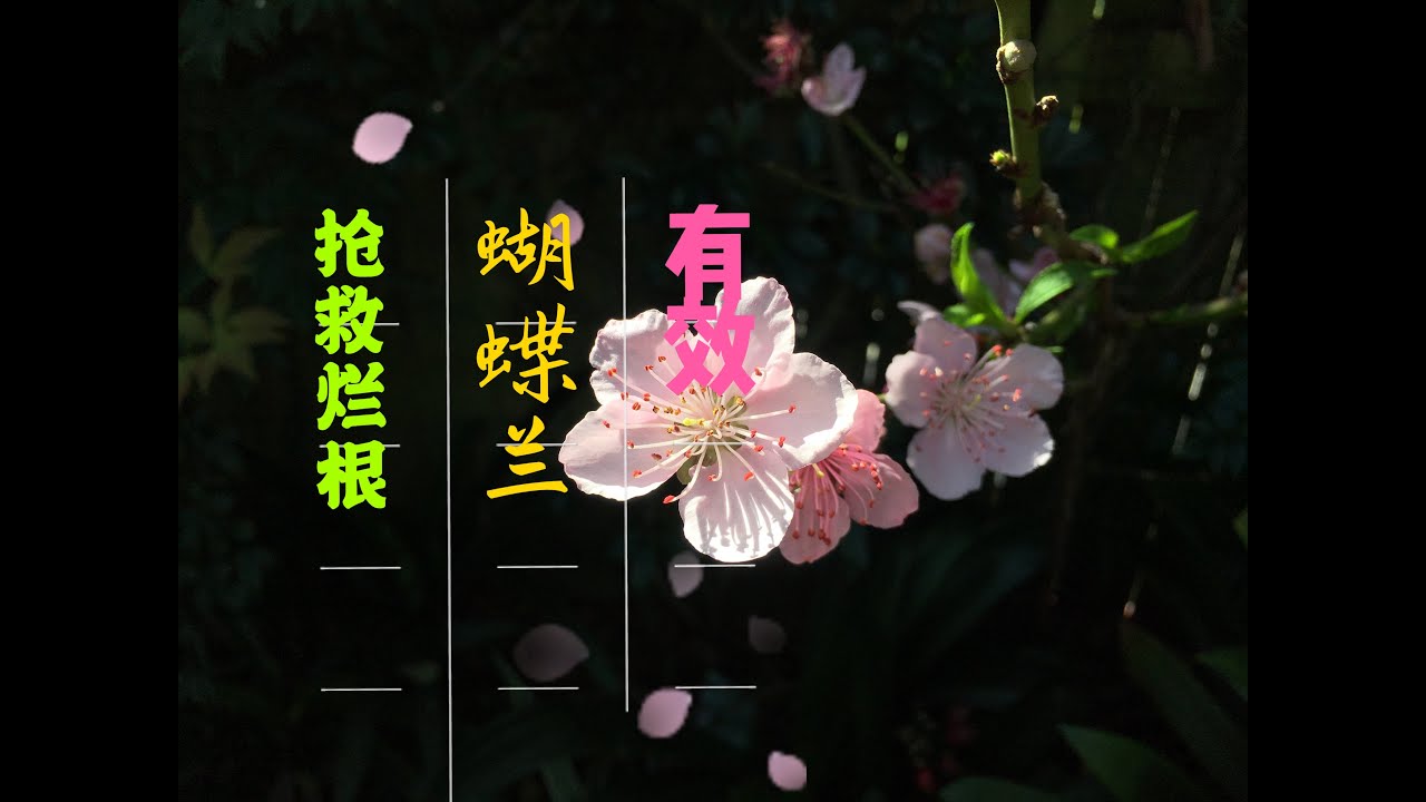 【19108】蝴蝶兰，烂根怎么办？实用有效的抢救之法  //静姐说花117