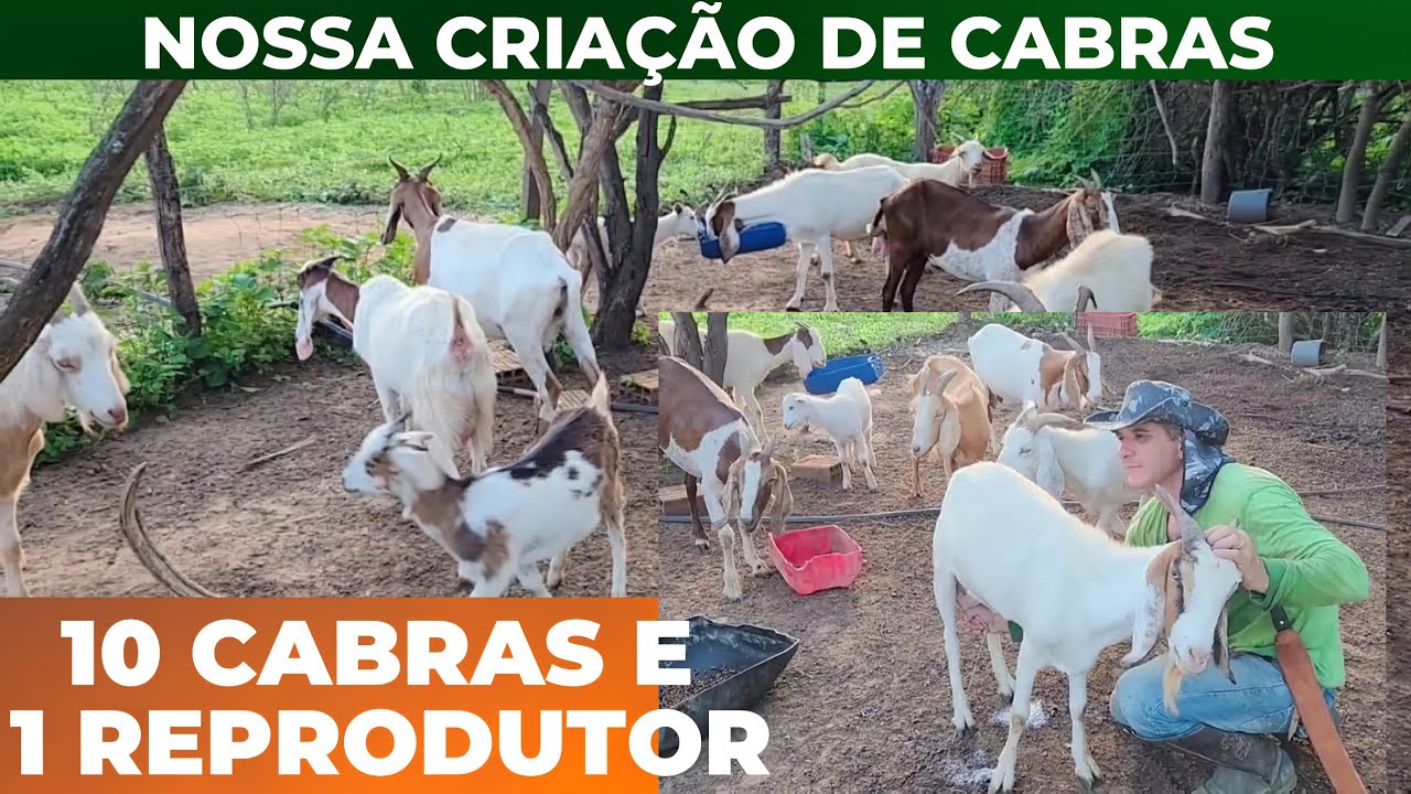 INICIANDO NOSSA CRIA&Ccedil;&Atilde;O DE CABRAS.