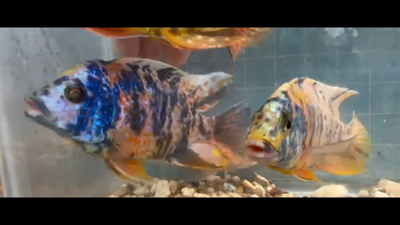 Particolor OB Peacock