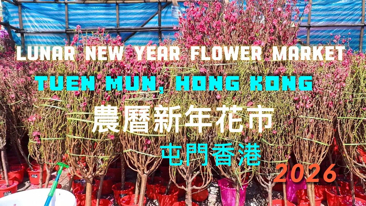 Lunar New Year Flower Market2026農曆新年花市TuenMun Hong Kong 屯門香港 #travel #citylights #song #walkthrough