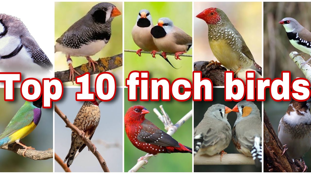 Top 10 Finch birds name and price in india|| finch birds || finch bird mutation / finch birds price.