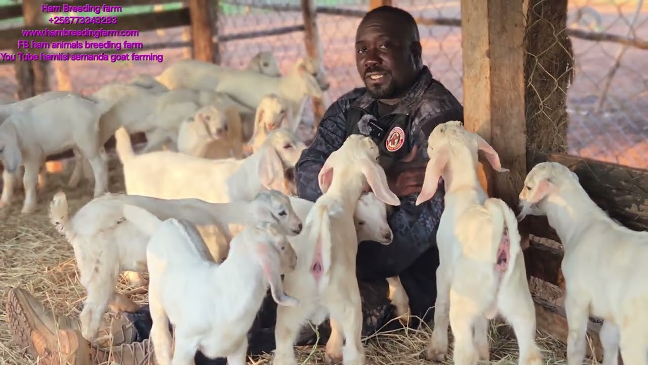 How to synchronise and produce many kids at a go( how to take care of the one day old goat kids )