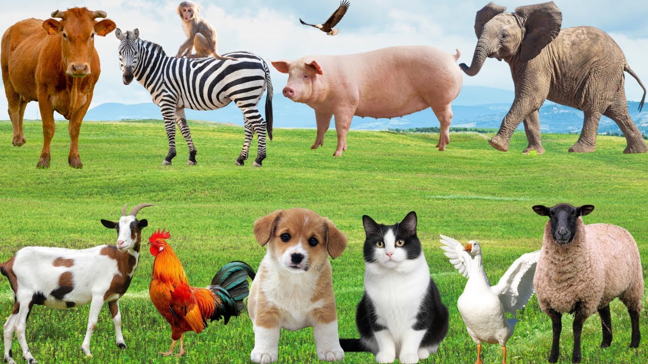 🐾 &ldquo;Show Diễn&rdquo; Vui Nhộn Của G&agrave;, D&ecirc; & B&ograve; &ndash; &Acirc;m Thanh Rộn R&agrave;ng Tr&ecirc;n Đồng Qu&ecirc; | Kh&aacute;m Ph&aacute; Động Vật 🐔🐐🐄