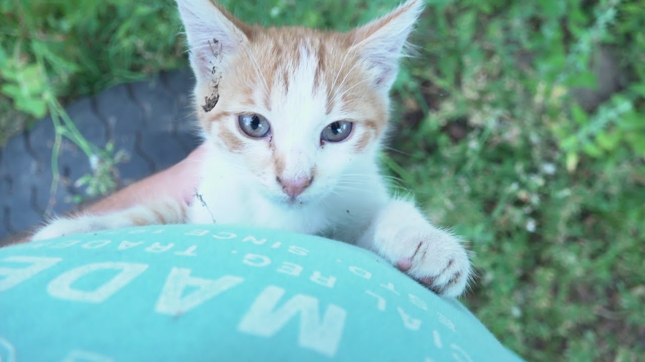 Energetic kitten found maybe abandoned