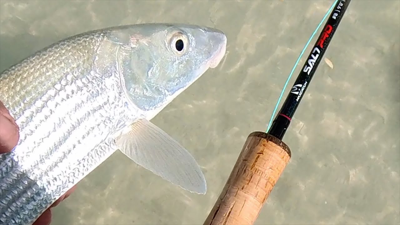Fly Fishing for Tailing Bonefish