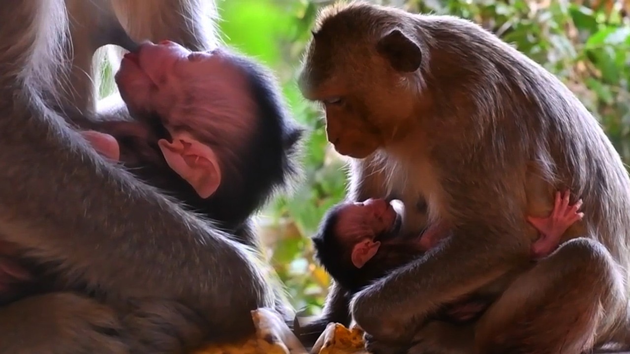 Congratulation!!! ALL Lovely Moments Of Newborn Baby Monkey and Mommy's Care