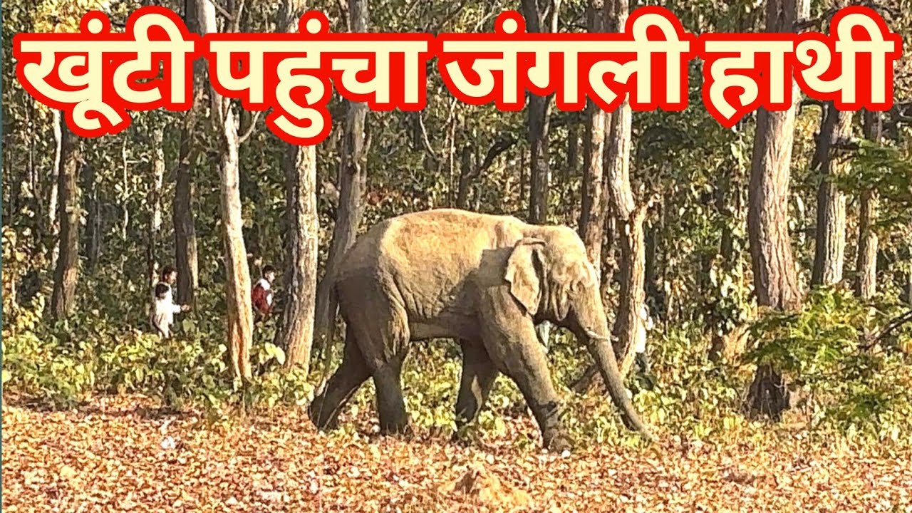 खूंटी पहुंचा जंगली हाथी जिसके पीछे पीछे शोरगुल कर रहे है लोग