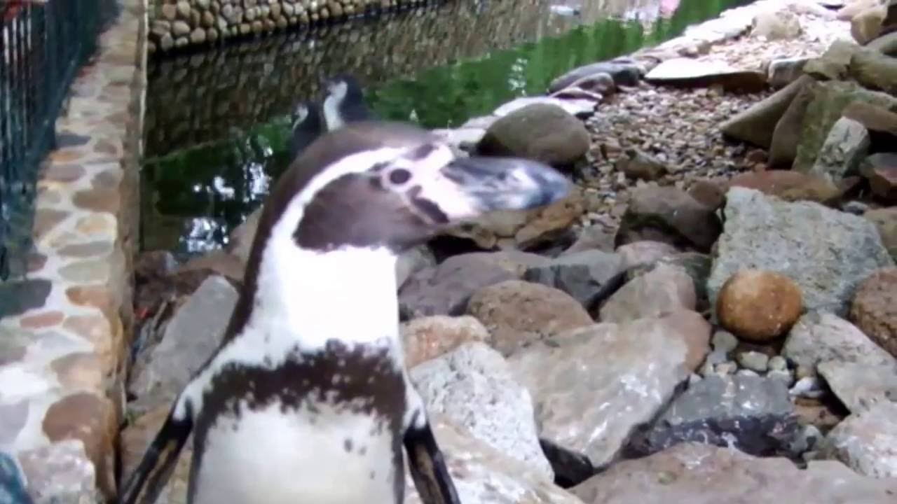 Spziergang durch den Weltvogelpark Walsrode