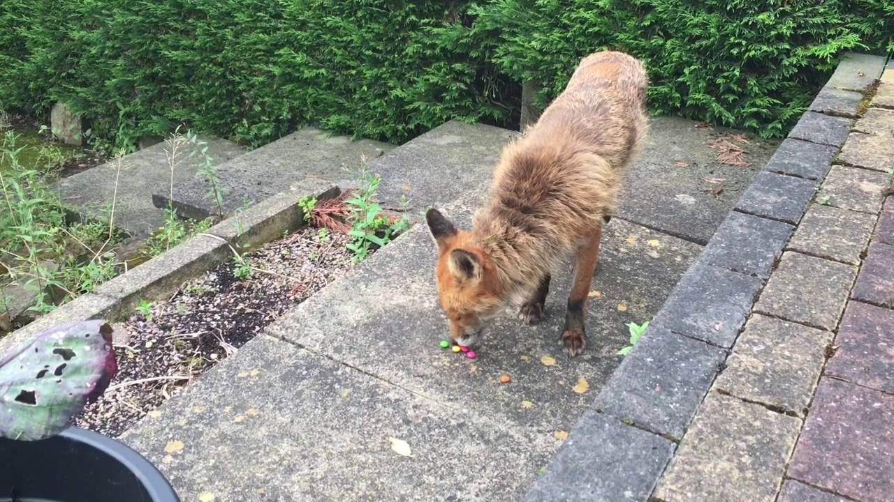What does the fox eat
