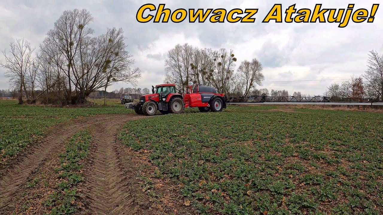 Zabieg Na Chowacza W Rzepaku - Ceny Lecą W Dół! Smarowanie Magnuma 310