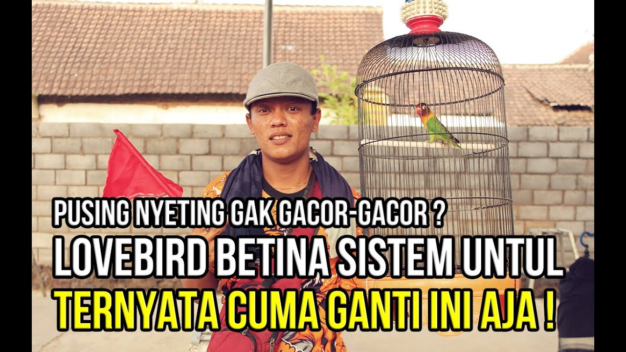 SESUAIKAN DENGAN KEINGINAN BURUNG | LOVEBIRD BETINA GACOR UNTUL DENGAN PASANGAN INI
