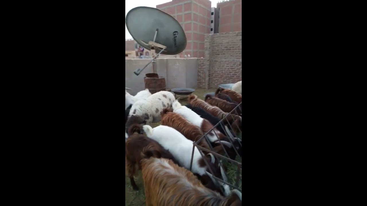 دراسة جدوي مشروع تسمين الاغنام و الماعز